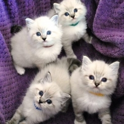 بشكل صحيح بعض الشيء تعزيز يقوي Collier Naissance Chaton Nemoshideaway Com بشكل صحيح بعض الشيء تعزيز يقوي Collier Naissance Chaton Nemoshideaway Com