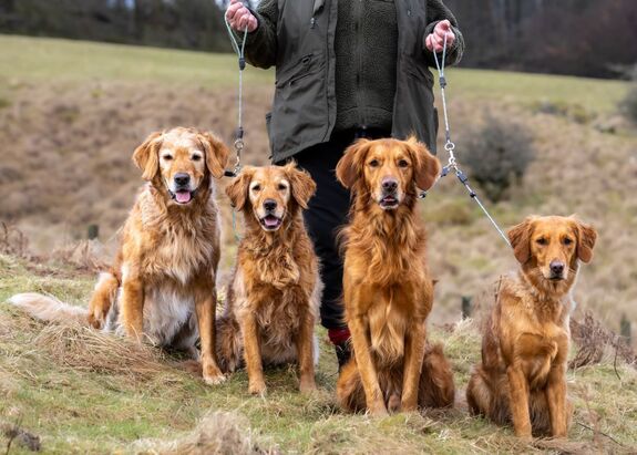 Laisse lasso 6mm pour 2 chien
