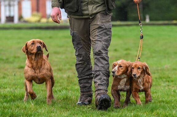Laisse lasso 6mm pour 2 chien