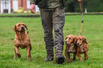 Laisse lasso 6mm pour 2 chien