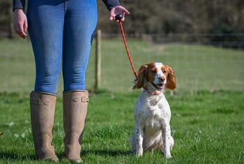 Laisse lasso 8 mm x 68cm