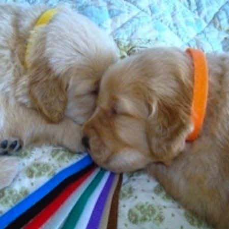 Colliers De Naissance Pour Chiots Colliers De Naissance Pour Chiots