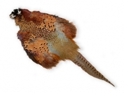 Peau de faisan