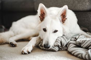 Traitement de l’épilepsie chez le chien : comment le CBD peut aider votre animal ?