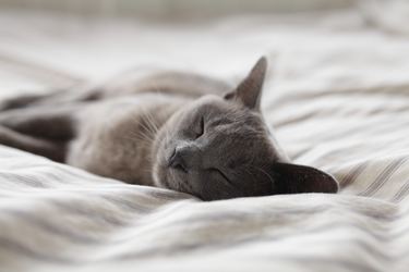 Traitement anti-stress pour chat : aider votre chat à déstresser avec le CBD