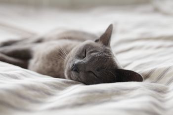 Traitement anti-stress pour chat : aider votre chat à déstresser avec le CBD