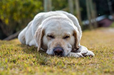 Les troubles du sommeil chez le chien : comprendre, reconnaître et réguler avec l'aide du CBD