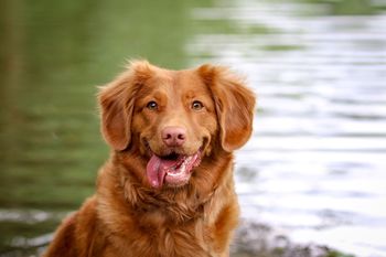 Épanouissement canin : comment favoriser le bien-être de votre chien au quotidien ?