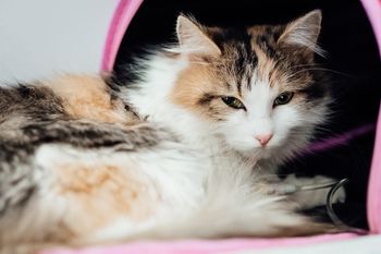 Le CBD comme alternative naturelle aux traitements anti-nausées pour chats ?