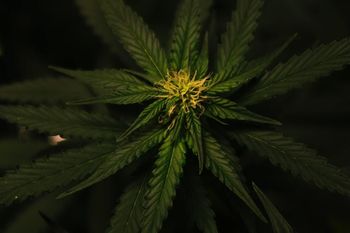 Huile de chanvre pour chien et CBD : quelles sont leurs différences ?