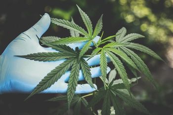 Le CBD : un anti-inflammatoire naturel pour chien