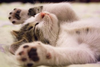 Bien-être du chat : techniques efficaces pour renforcer le confort de votre félin