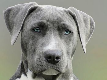 Le stress chez les chiens : causes, symptômes et solutions