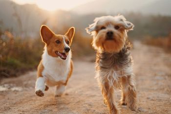 Remède naturel pour chien : soulager les douleurs de votre animal avec le CBD