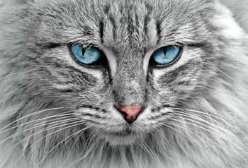 CBD et huile de chanvre pour chat  : quelles différences