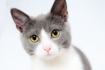 Homéostasie chez le chat : comprendre l’équilibre naturel pour une meilleure santé