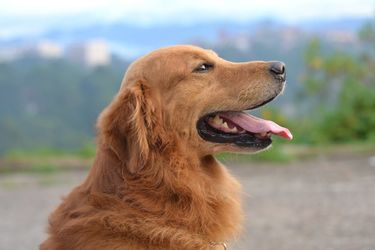 Homéostasie chez le chien : un équilibre vital pour sa santé et son bien-être
