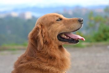 Homéostasie chez le chien : un équilibre vital pour sa santé et son bien-être