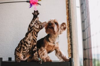 Le bien-être animal : une notion encadrée, aux enjeux éthiques, scientifiques et réglementaires
