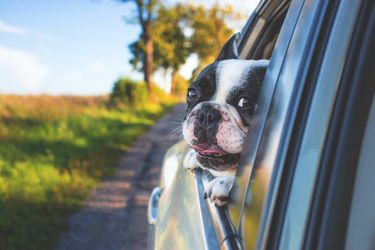 Vacances d’été : comment le CBD aide votre chien à mieux vivre les départs