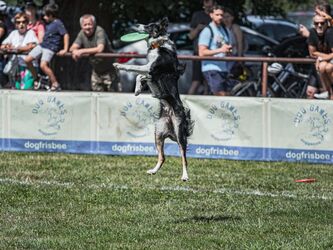 Récupération du chien sportif : les meilleures méthodes naturelles après l’effort