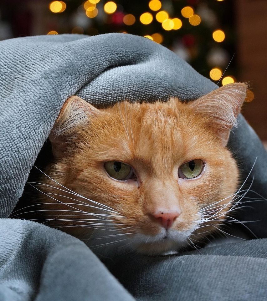 Soigner l’anxiété du chat : comment aider un chat stressé à retrouver calme et sérénité ?