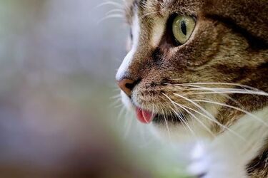 Le CBD : un produit naturel pour animaux