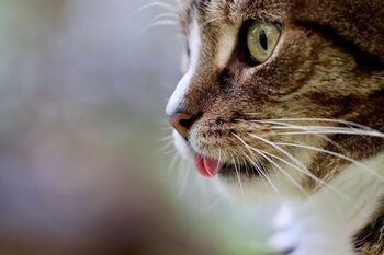 Le CBD : un produit naturel pour animaux