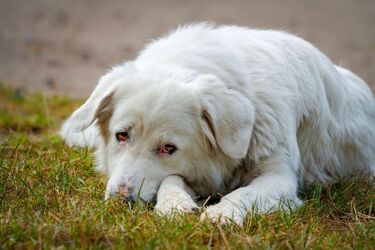 Arthrose canine : comprendre l’inflammation pour mieux accompagner son chien