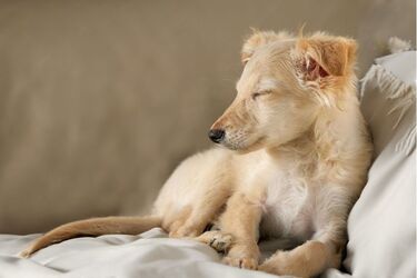 Crise d’épilepsie chez le chien : comprendre ce qui se passe et savoir comment réagir