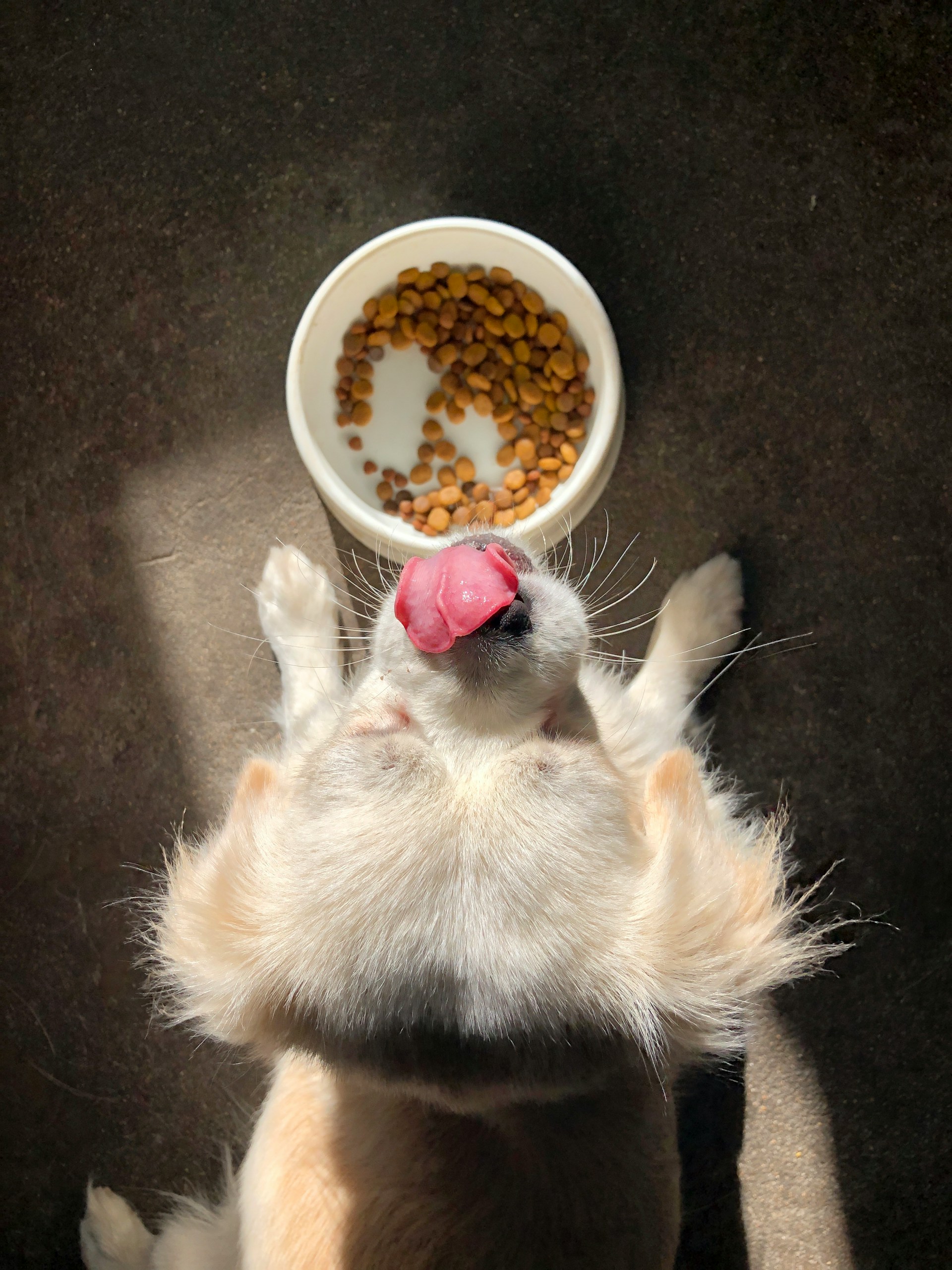 récupération chien sportif