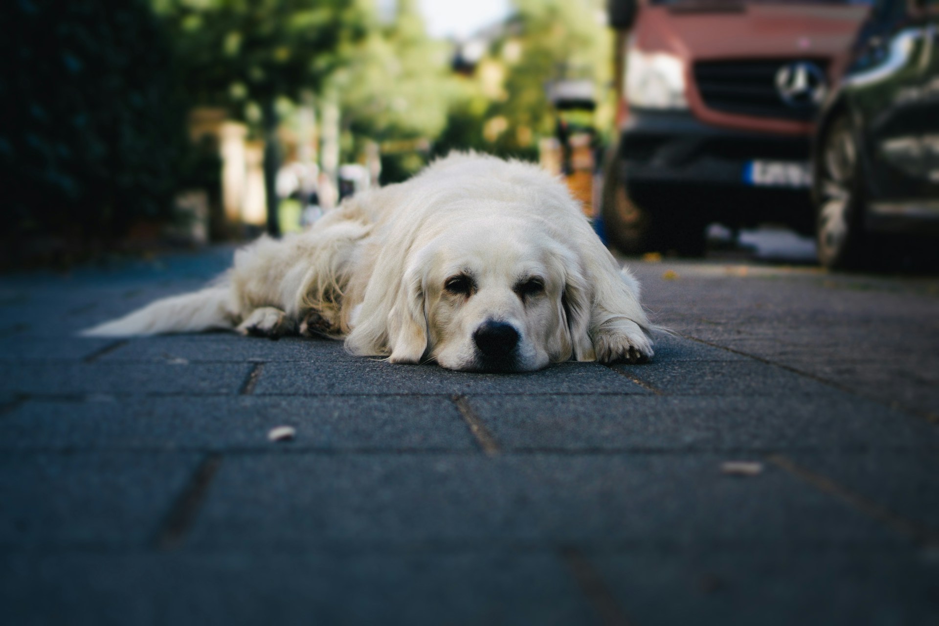 Grand chien blanc allongé sur un trottoir près d’une voiture