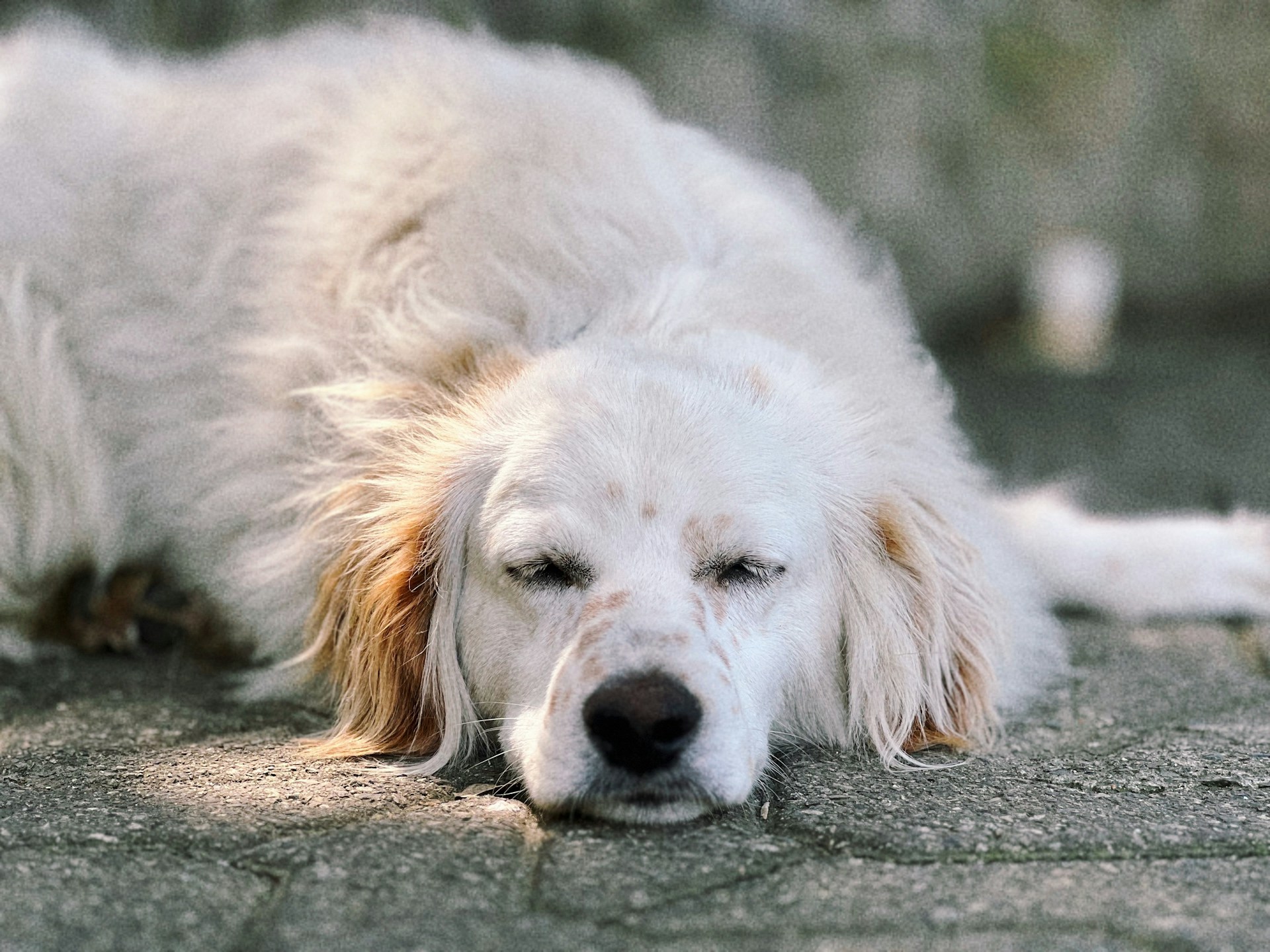 Grand chien blanc couché sur un trottoir après une crise