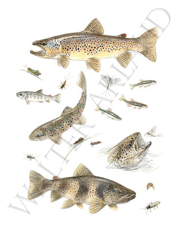 Fine art Trout 1
