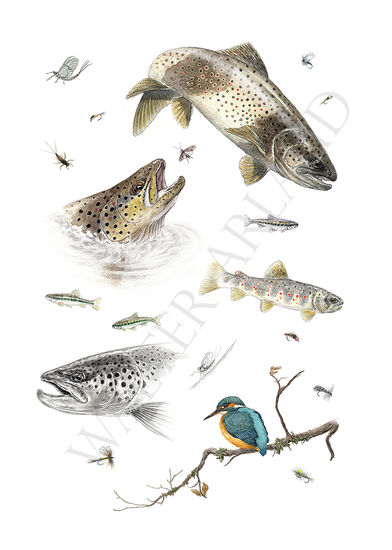 Fine art Trout 2