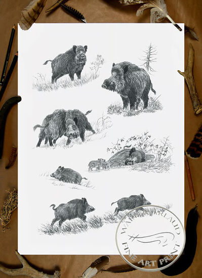 Tirage fine art étude Sanglier