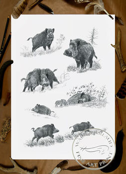 Tirage fine art étude Sanglier