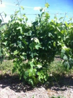 2 juin 2015 - C'est parti pour une journée d'épamprage